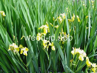 iris, yellowflag