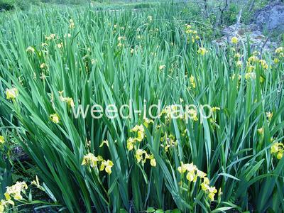 iris, yellowflag