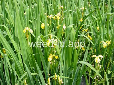 iris, yellowflag
