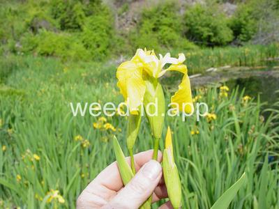 iris, yellowflag