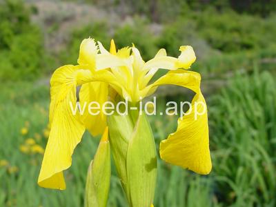 iris, yellowflag