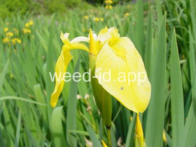 iris, yellowflag