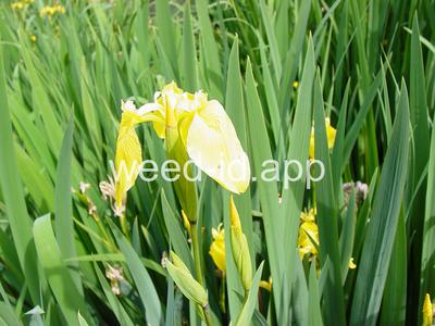 iris, yellowflag