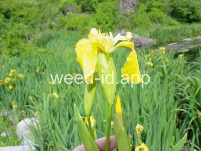 iris, yellowflag