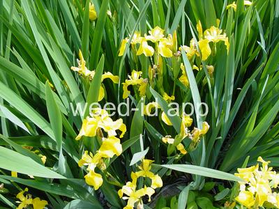 iris, yellowflag