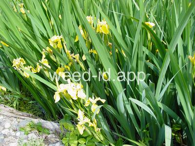 iris, yellowflag