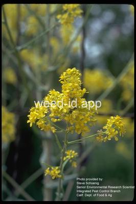 woad, dyer's