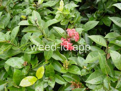 Ixora coccinea