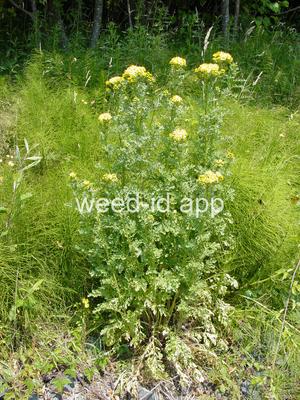ragwort, tansy