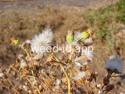 ragwort, tansy