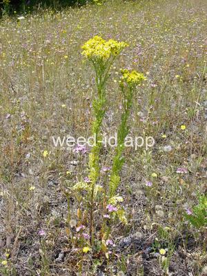 ragwort, tansy