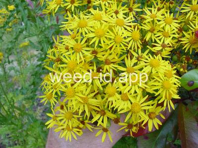 ragwort, tansy