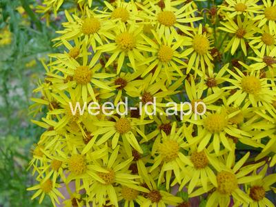 ragwort, tansy