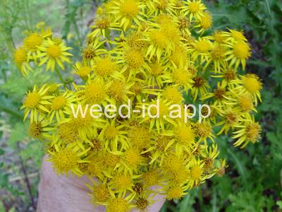 ragwort, tansy
