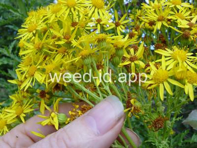 ragwort, tansy