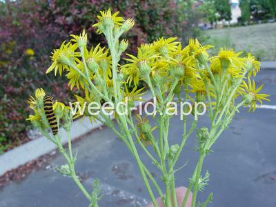 ragwort, tansy