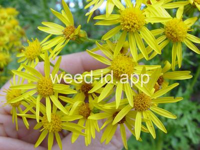 ragwort, tansy