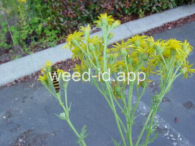 ragwort, tansy