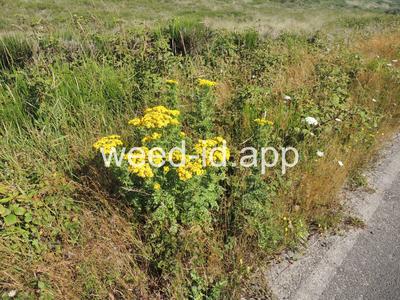 ragwort, tansy