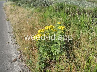 ragwort, tansy