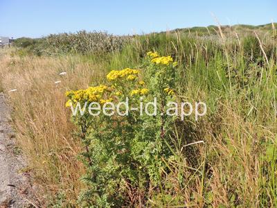 ragwort, tansy