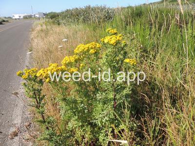 ragwort, tansy