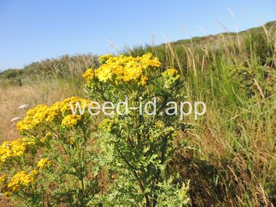 ragwort, tansy