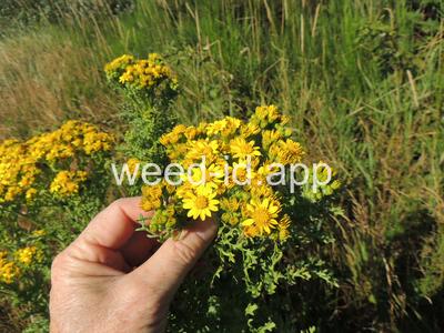 ragwort, tansy