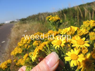 ragwort, tansy