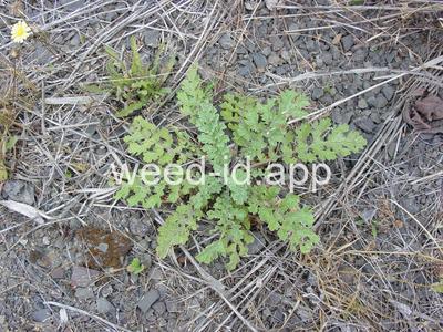 ragwort, tansy