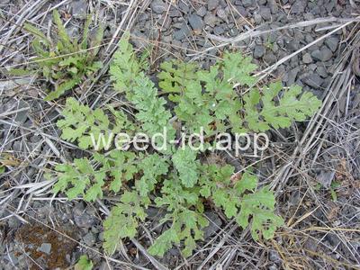 ragwort, tansy
