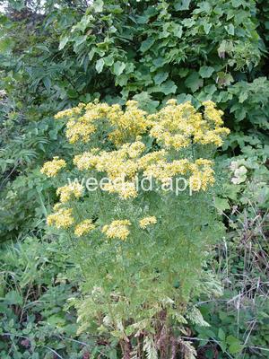 ragwort, tansy