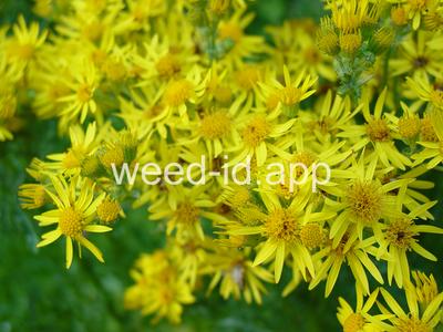 ragwort, tansy
