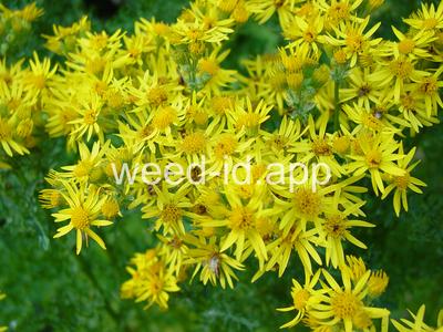 ragwort, tansy
