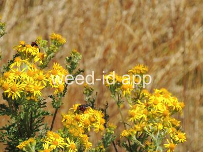 ragwort, tansy