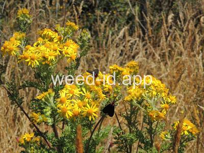 ragwort, tansy