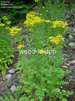 ragwort, tansy