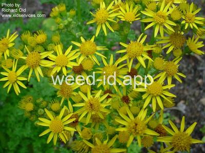 ragwort, tansy