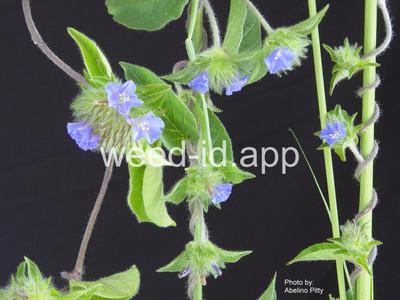 morningglory, smallflower