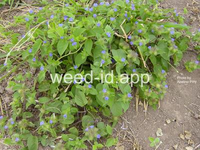 morningglory, smallflower