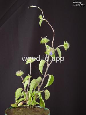 morningglory, smallflower