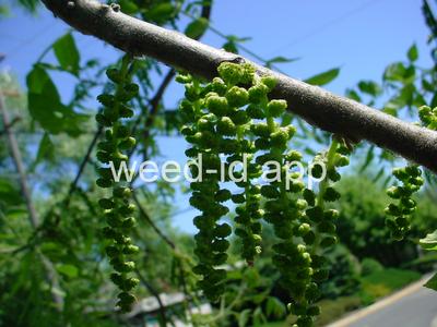Juglans nigra