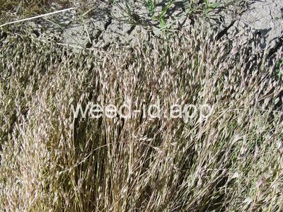 Juncus bufonius
