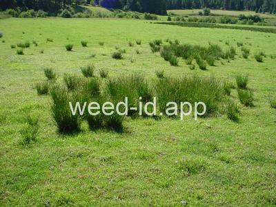 Juncus effusus