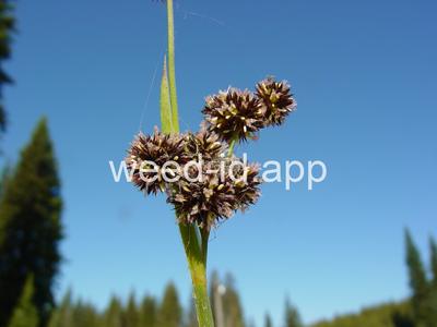 Juncus ensifolius