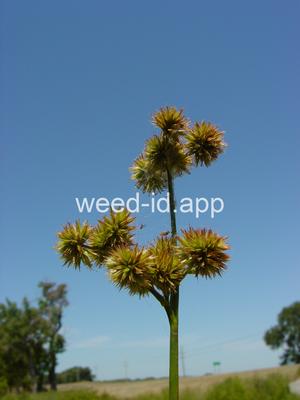 Juncus validus