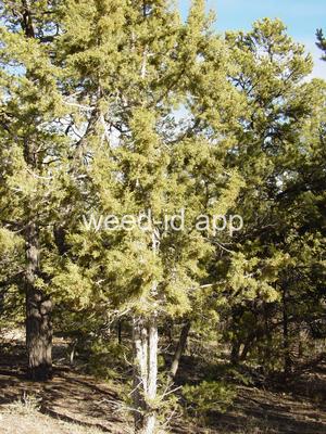 Juniperus scopulorum