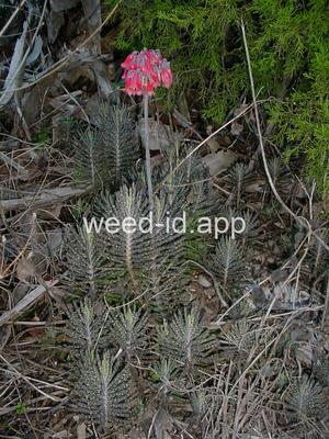 Kalanchoe tubiflora