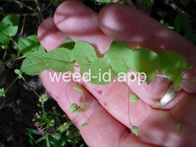 fluvellin, sharppoint