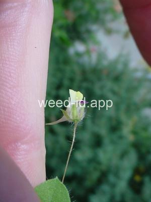 fluvellin, sharppoint